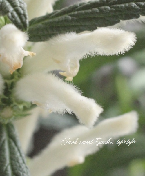 i>Leonotis leonurus</i><BR><BR>レオノティス・レオヌルス<BR