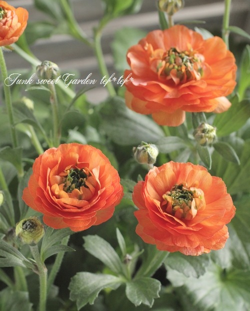 i>Ranunculus asiaticus</i><BR><BR>綾園芸さん育種！生産！BR