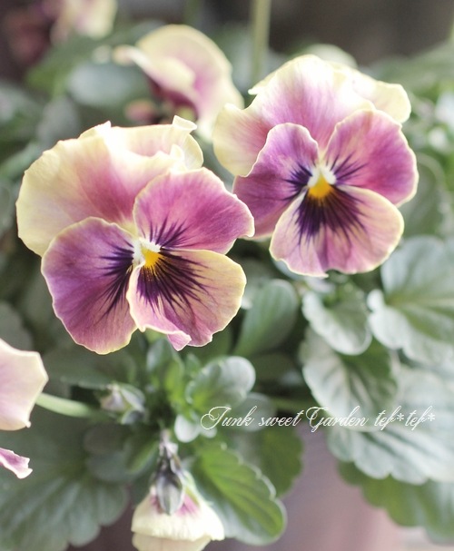 ビオラ i>Viola×wittrockiana </i><BR><BR>Luxury selection ビオラ<BR