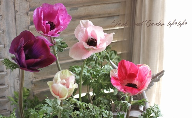 大輪系アネモネ ミストラル Mix すべての商品 Junk Sweet Garden Tef Tef