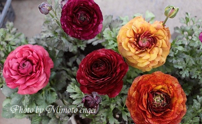 i>Ranunculus asiaticus</i><BR><BR>見元園芸の新品種！<BR