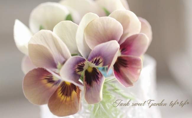 ビオラ　Viola Viola ビオラ premium Viora selection ブラウンにパープルが入った