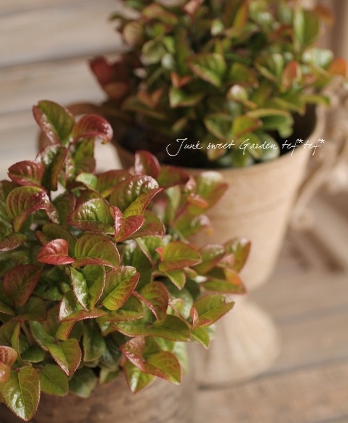 <i>Leucothoe axillaris</i><BR><BR>����ꥫ����ʥ�ƥ�<BR>�쥦���ȥ�<BR>�إ����꡼��åɡ�