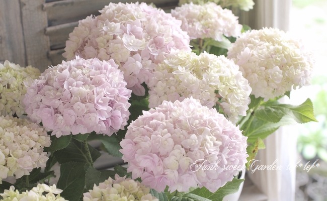 i>Hydrangea</i><BR><BR>八重咲き紫陽花<BR>『夢空』 | すべての商品