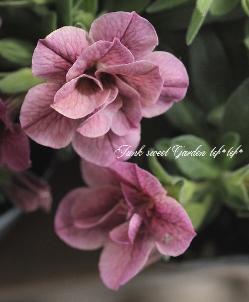 ��ʬ������롪Ȭ�ź餭����֥饳�����ƥ��ե��������֥롡����ƥ��������꡼���� No.62