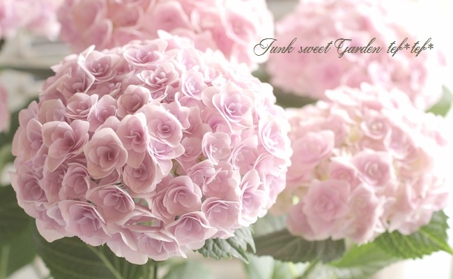 i>Hydrangea</i><BR><BR>八重咲き紫陽花<BR>『フェアリーキッス