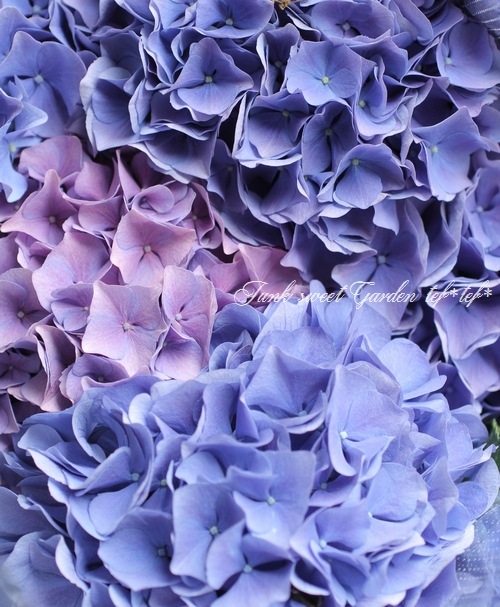 f*p様 Hydrangea - Berberis 園芸ネット本店｜ノリウツギ（ハイドランジア パニキュラータ）：プチ