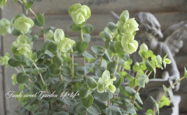 <i>Origanum rotundifolium</i><BR><BR>饤࿧β֥쥬<BR>إեꥢ