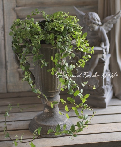 <i>Ficus 'Precious'</i><BR><BR>�ե������إץ쥷�㥹��