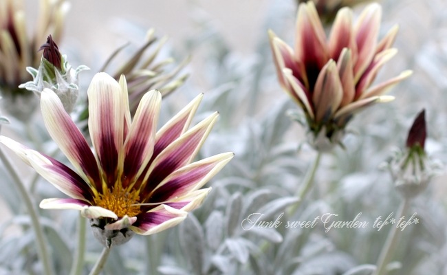 i>Gazania rigens</i><BR><BR>宿根銀葉ガザニア<BR>『ティラミス』<BR