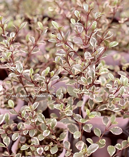 <i>Lophomyrtus ralphii</i><BR><BR>���ե��ߥ륿��<BR>�إޥ��å��ɥ饴�����ȭ��