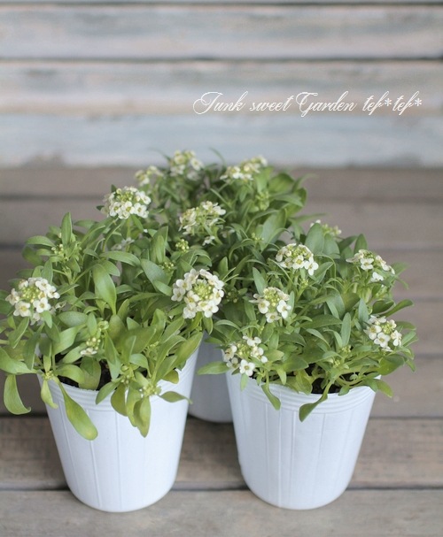 �������ȥ���å��ࡡ�إ��󥤥������� �إ��͡��ɡ�