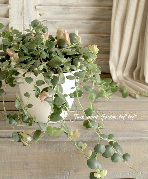 エスキナンサス　タイピング　抜き苗 エスキナンサス タイピング 抜き苗 エスキナンサス タイピング 抜き苗