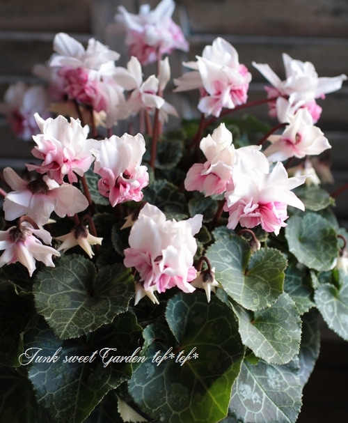 i>Cyclamen persicum</i><BR><BR>八重咲きシクラメン<BR>万重咲き香り