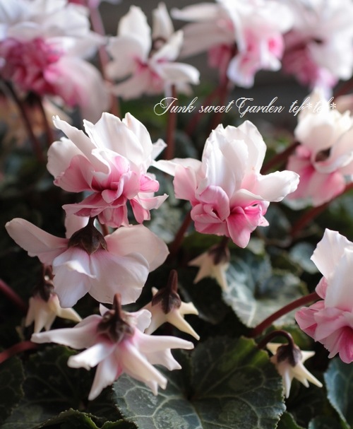 <i>Cyclamen persicum</i><BR><BR>Ȭ�ź餭��������<BR>���ź餭��ꥷ������ <BR>�إ����������ԥ󥯥Х����顼��