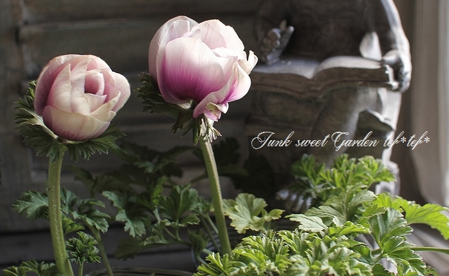 i>Anemone”Porto”</i><BR><BR>アネモネ<BR>矮性品種 『・ポルトMIX