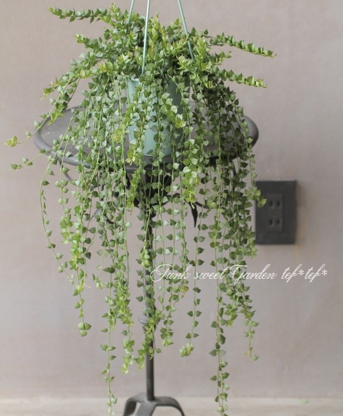 ǥǥߥꥪϡȡإ꡼١