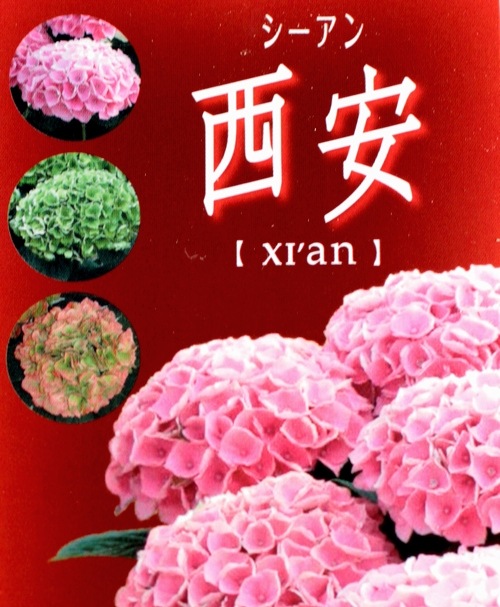 jie 紫陽花 山紫陽花交配種 『アジアンビューティSAKURA』 | Flower Species