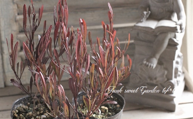 <i>Dodonaea viscosa</i><BR><BR>�ɥɥʥ���������������<BR>�����ʼ�إ�ȥ�ե����䡼��