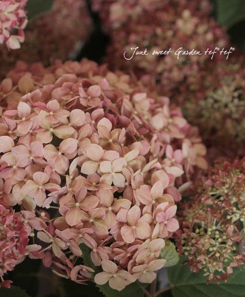 アナベル紫陽花　縦長ガーランドtga アナベル紫陽花と花々 縦長ガーランド - naturalflowers | minne byGMO