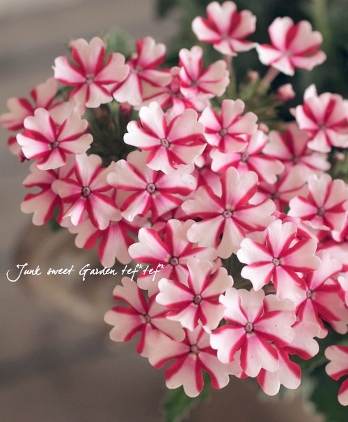 ���ܷϥС��٥ʡ���ʥ����إ����ǥ��������