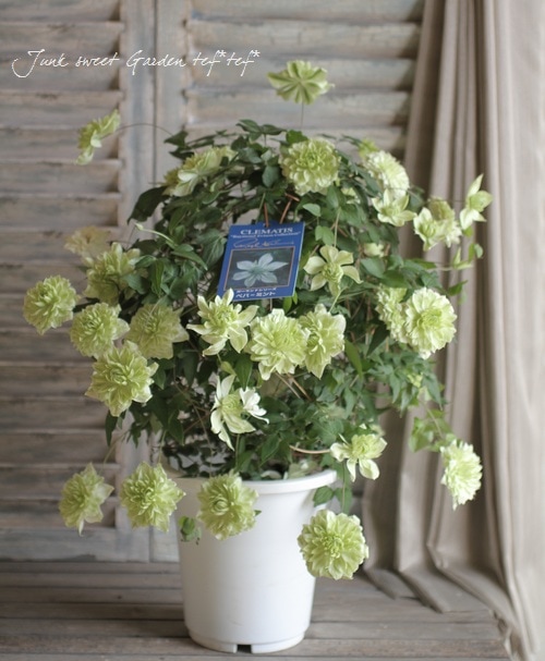 クレマチス『ペパーミント』 室内栽培もOK♪ | すべての商品 | | Junk