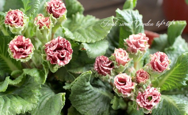 ���祳�졼�ȿ��Υץ��顦����ꥢ�� �إ��祳���