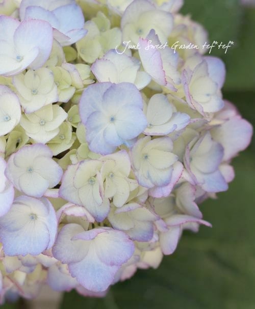 i>Hydrangea</i><BR><BR>ハイドランジア<BR>紫陽花『メーテル