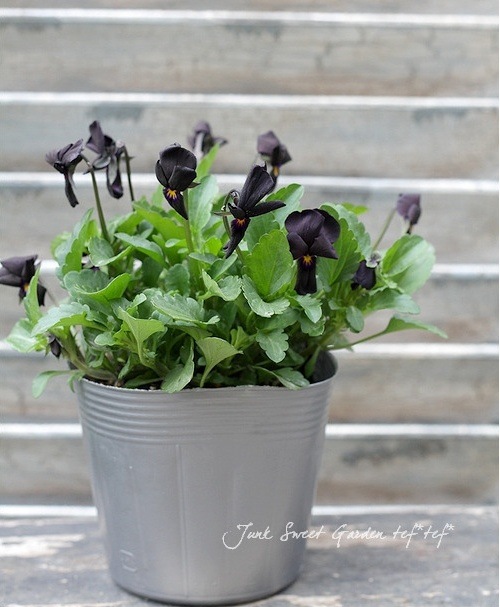 i>Viola ”Odier”</i><BR><BR>お洒落な黒ビオラ<BR>『オディール