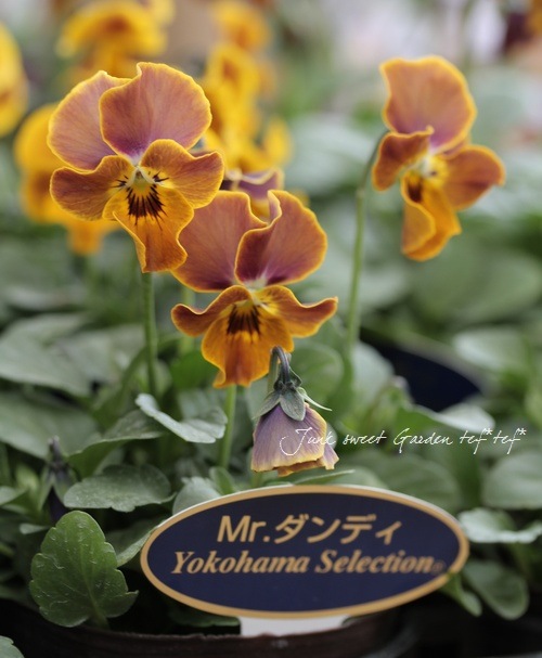 RYU❤️ビオレッタ❤️ ときめきビオラ❤️横浜セレクション6点 ○ビオラ・ビオレッタ 『ナイト＆デイ』 | すべての商品 | | Junk