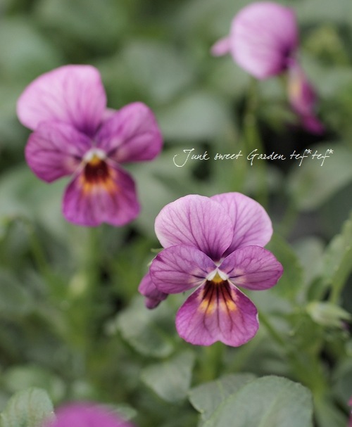 i>Viola×wittrockiana </i><BR><BR>ビオラ ビビシリーズ<BR