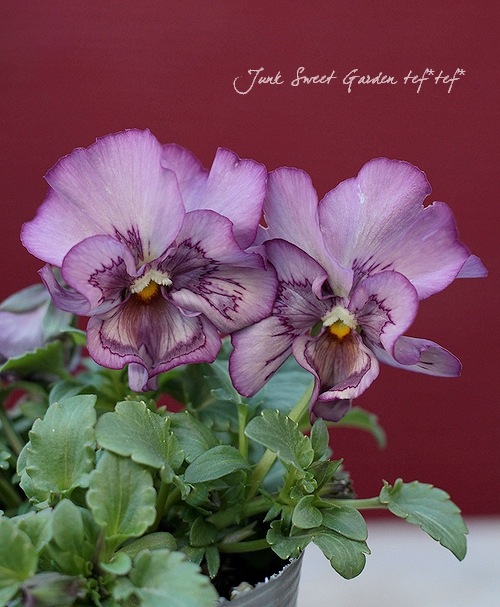 Luxury selection *<BR>平塚弘子さんパンジー<BR>『ドリームワンダー