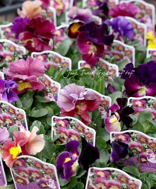 <i>Violawittrockiana </i><BR><BR>ߤȱݤΥӥ<BR>إѥå󥦥֡MIX