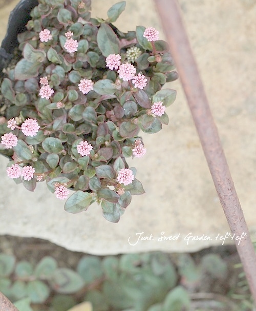 ポリゴナムご相談 ポリゴナム 『ヒメツルソバ』 ぽんぽん桃花 | すべての商品