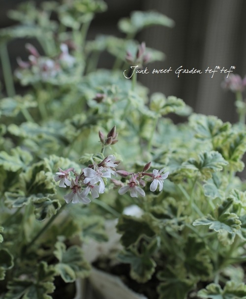 �ʥĥᥰ����˥��ࡡ�إޡ��֥�����