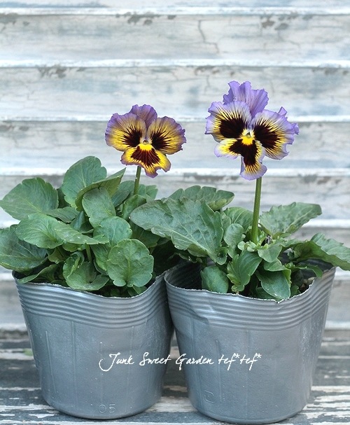 <i>Violawittrockiana </i><BR><BR>եѥ󥸡<BR>եꥺ륷<BR>إ֥롼