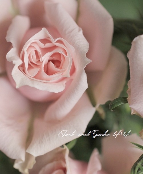 �ߥ˥Х顡�ѥƥ�������������������󡡡إ���ޥ�����������ߡ�