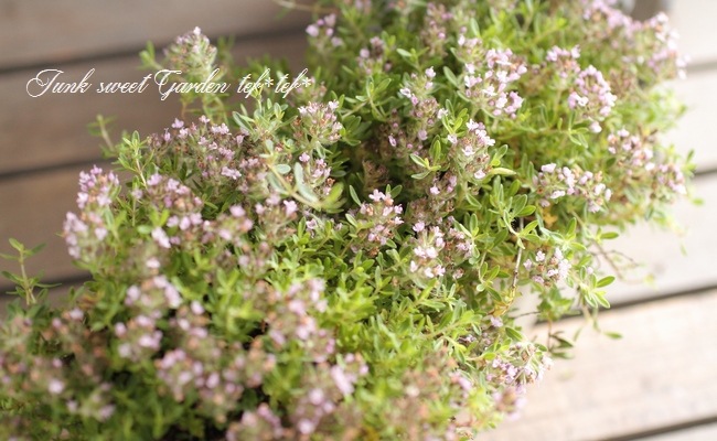 ハーブ】 強靭！原種クリーピングタイム 『ロンギカウリス』 | すべて