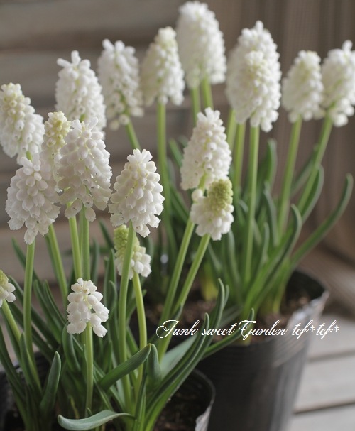 □【球根植物】 ムスカリ 『ホワイトマジック』 | すべての商品