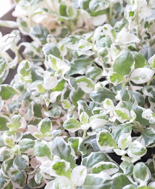 ƥʥ󥻥顡إХۥ磻ȡ١ھ