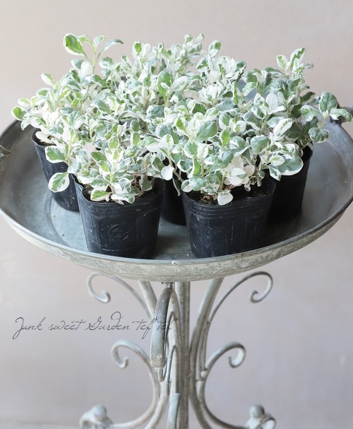 ƥʥ󥻥顡إХۥ磻ȡ١ھ