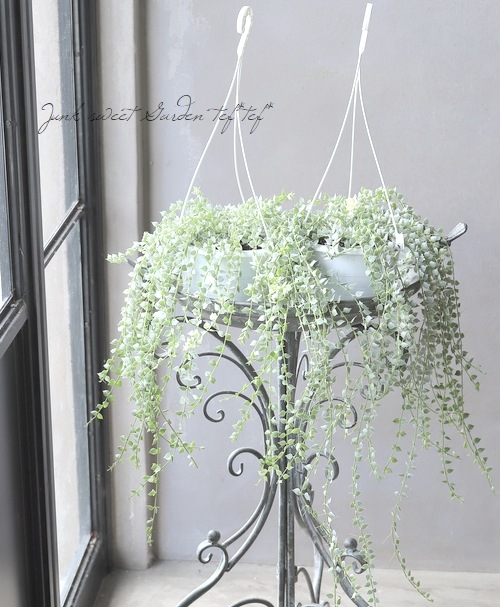 �ڴ��տ�ʪ�ۥǥ������ǥ��� �ߥꥪ��ϡ��� �إ륹���ե��ꥢ��