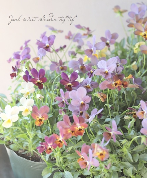 ○ゲブラさんのオリジナルビオラ 『ルナ』 | Flower Species,ビオラ