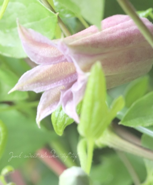 希少品種！壺型クレマチス・ヴィオルナ系 『原種ミニベル』 | すべての