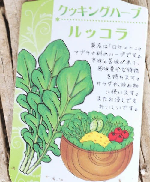 家庭菜園】 ハーブ・ 『ルッコラ』 | すべての商品 | | Junk sweet