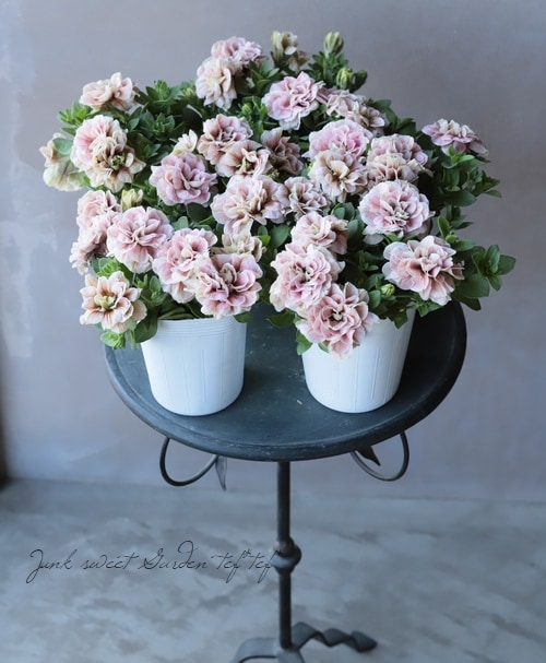 ペチュニア モカモンブラン ホイップマカロンプレミアムカラー すべての商品 Junk Sweet Garden Tef Tef