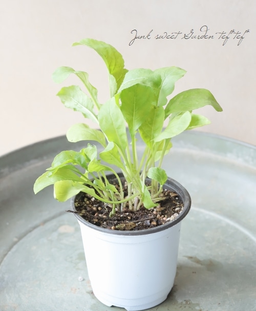 家庭菜園】 ハーブ・ 『ルッコラ』 | すべての商品 | | Junk sweet