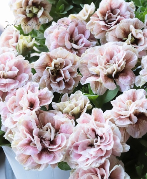 �ڲ����¤��󥪥ꥸ�ʥ�� �ڥ���˥����ۥ��åץޥ�����إ⥫���֥���