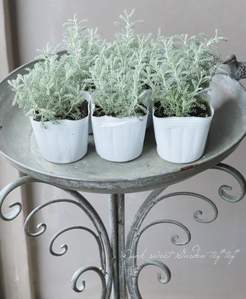 サントリナ (カマエシパリッサス) 『シルバーミラー』 | すべての商品