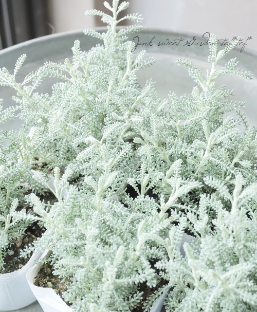 サントリナ (カマエシパリッサス) 『シルバーミラー』 | すべての商品